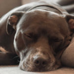 Do Pitbulls Sleep a Lot?