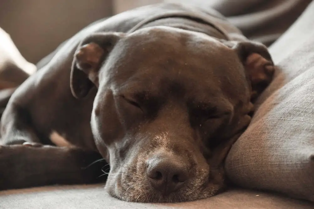 Pitbull sleeping on the couch