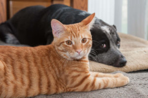 Pitbull playing with cat