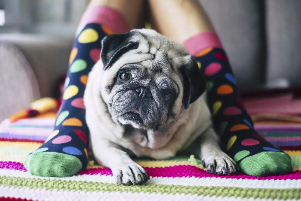 Pug laying between legs