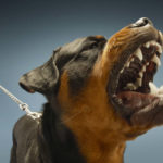Angry Rottweiler barking