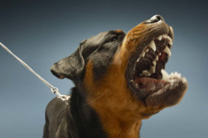 Angry Rottweiler barking