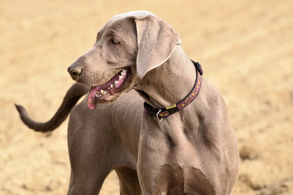 Weimaraner smiling in a field