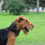 Are Airedale Terriers Good Guard Dogs?