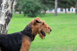 Airedale Terrier keeping watch in the yard