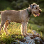 Airedale Terrier outside