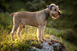 Airedale Terrier outside