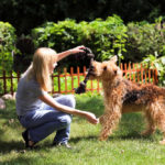 Airedale Terrier playing with owner outside
