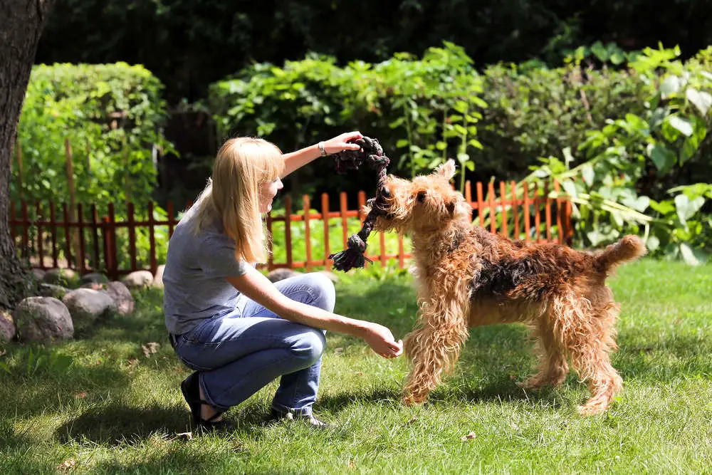 Airedale Terrier playing with owner outside