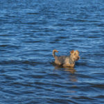 Airedale Terrier swimming in a lake