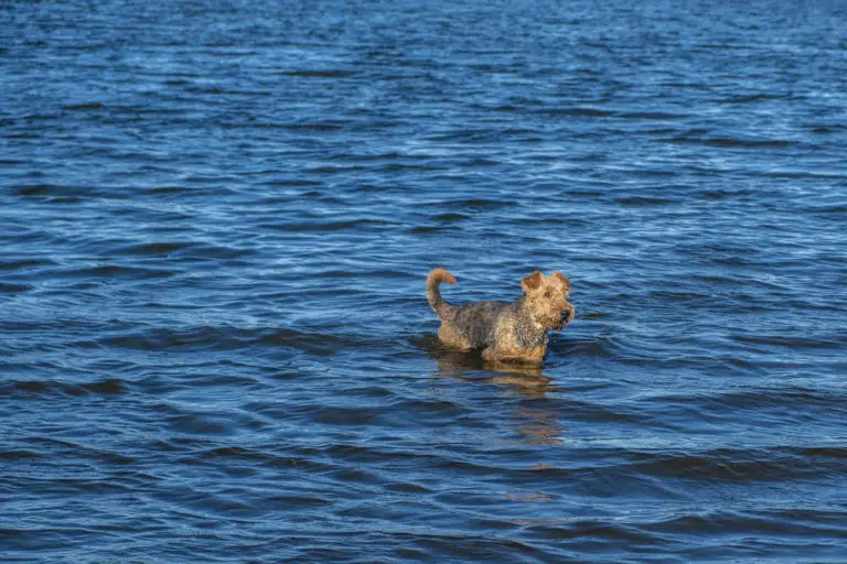 Do Airedale Terriers Like to Swim? (+Introduction Tips)