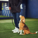 Are Beagles Hard to Train?
