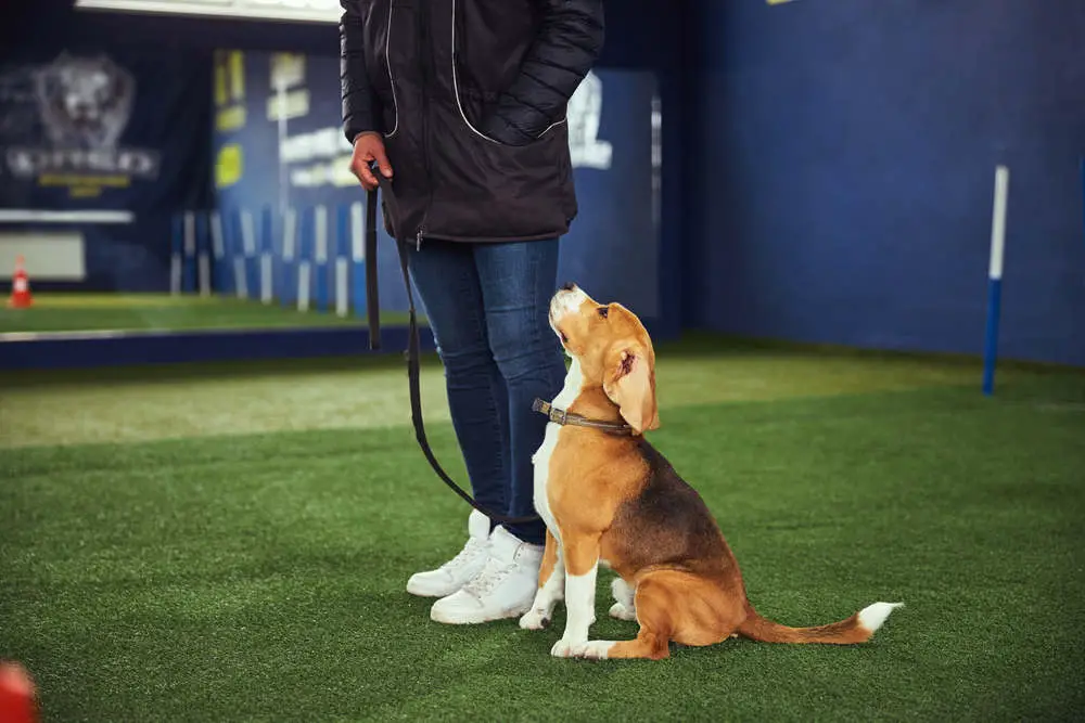 Beagle in training class