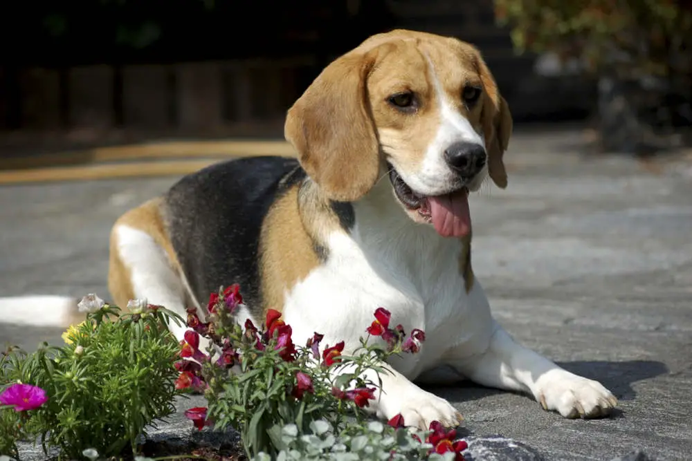 Beagle next to flowers showing paws