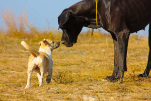 Big black dog with little dog