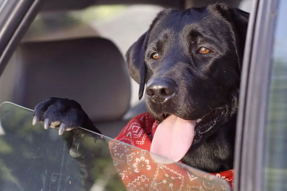 Black Lab taking a car ride with tongue out