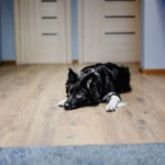 Can Border Collies Be Left Home Alone?