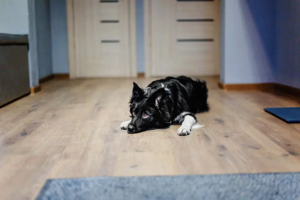 Border Collie home alone