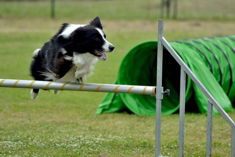 Border Collie on agility course