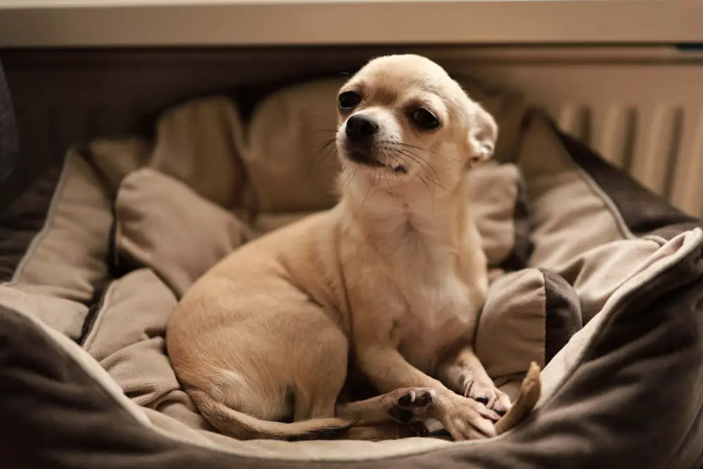 Chihuahua in dog bed