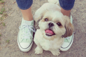 Clingy dog at owner's feet