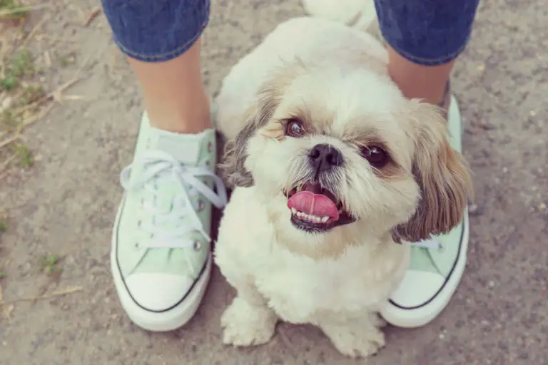 Why Is My Dog So Clingy All of a Sudden? (6 Main Reasons)