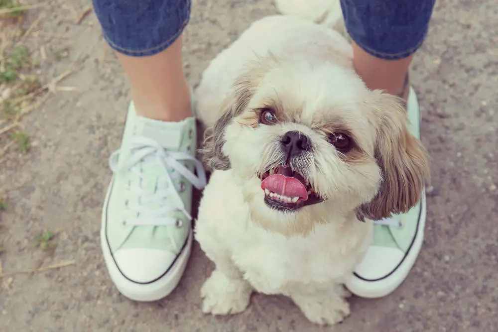 Clingy dog at owner's feet