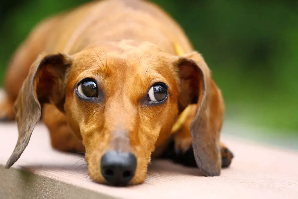 Dachshund looking sad