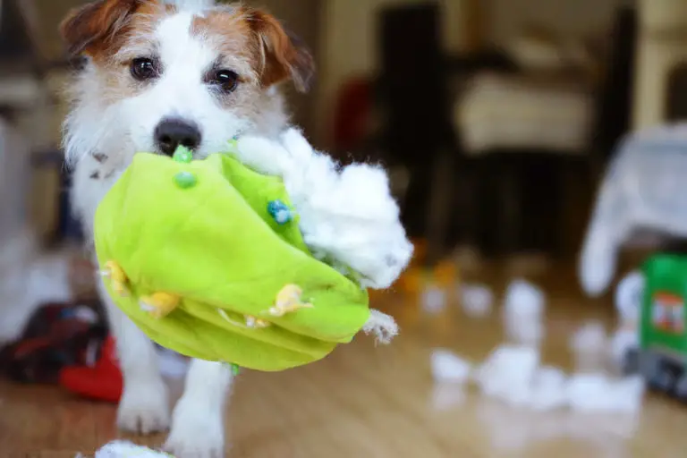 Why Does My Dog Eat His Toys? (+How To Stop This Behavior)