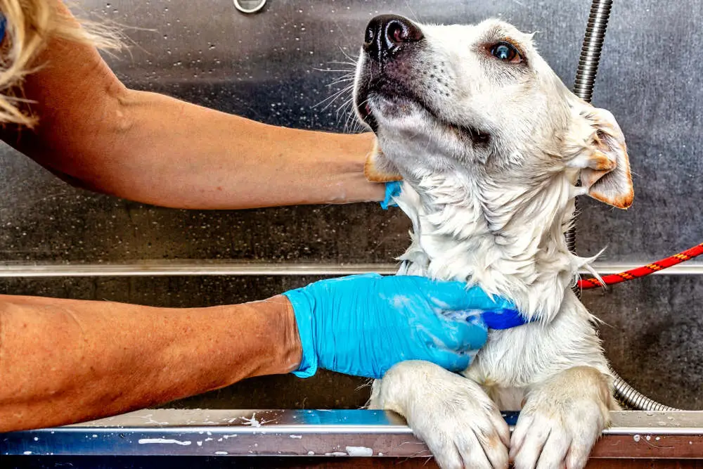 Dog getting groomed