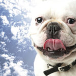 Happy Bulldog in heaven