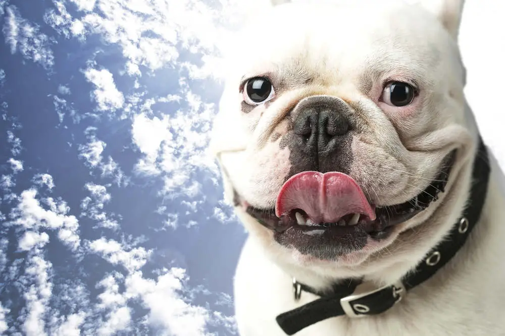 Happy Bulldog in heaven