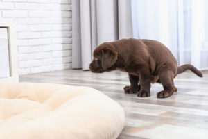 Dog pooping in the house