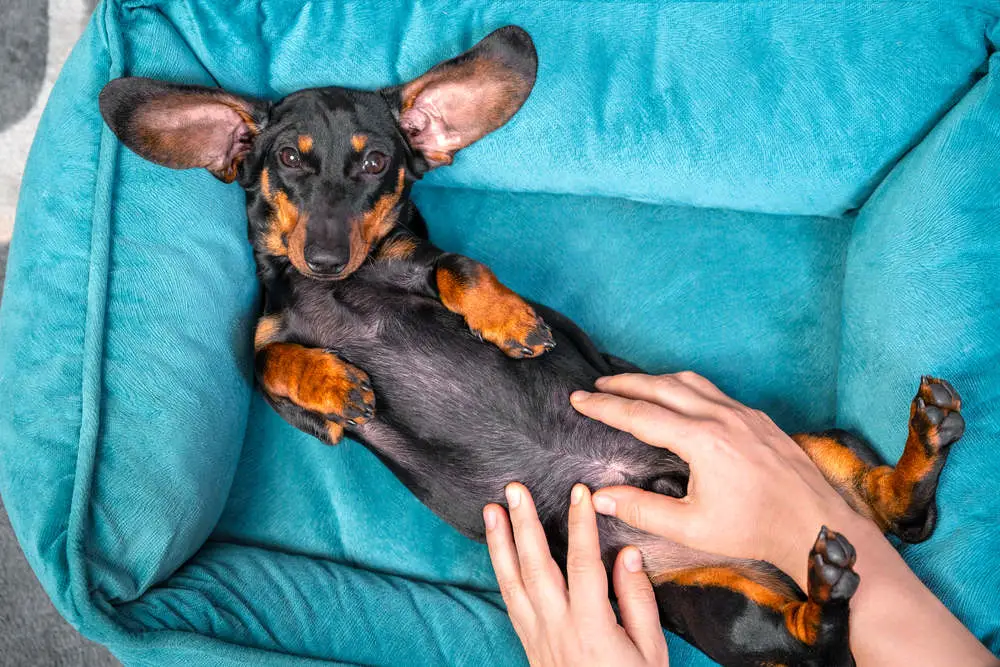 Dog getting belly rub from owner