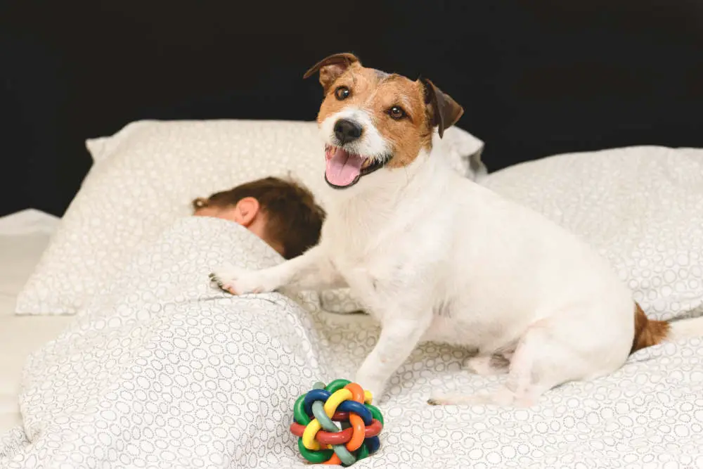 Dog waking up owner