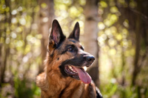 German Shepherd with tongue out in forest