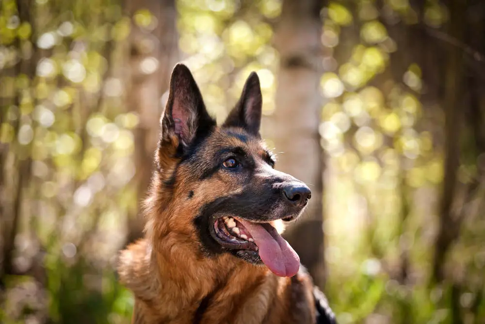 Why Do German Shepherds Have Moles? (+What To Watch For)