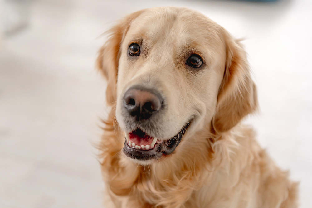 Golden Retriever face closeup