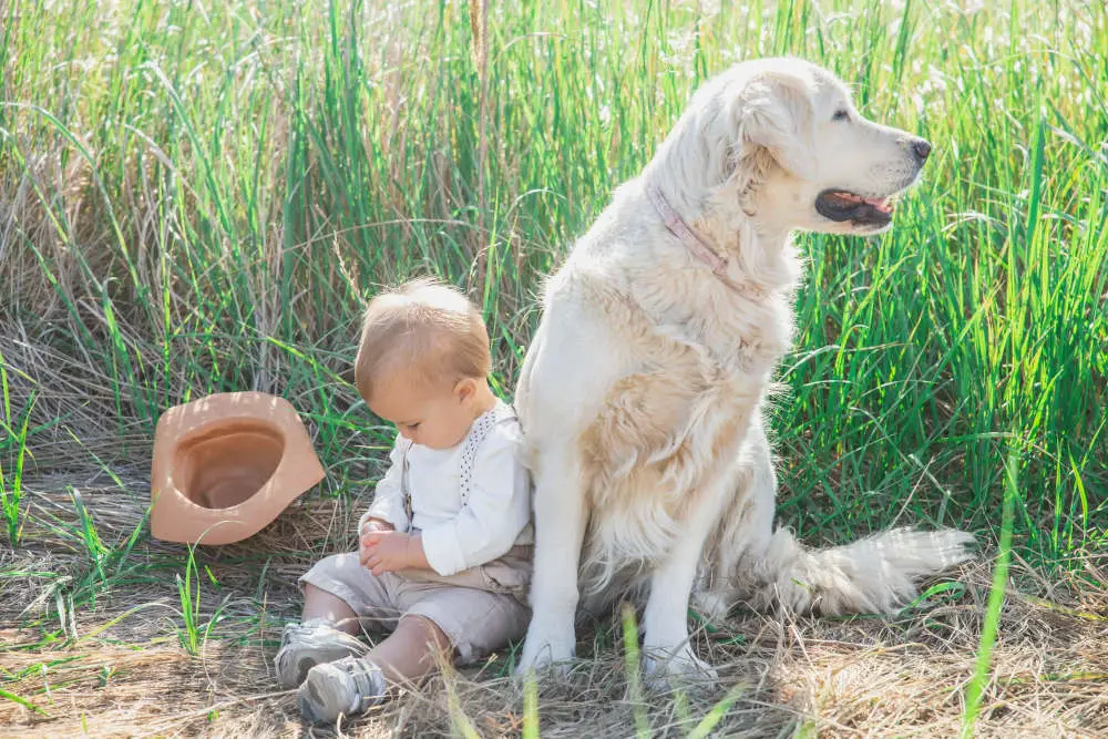 Golden Retriever playing with baby