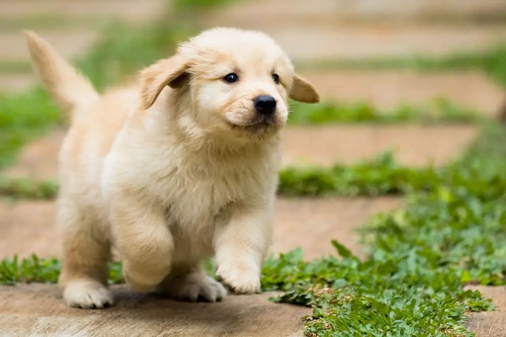 Golden Retriever puppy running