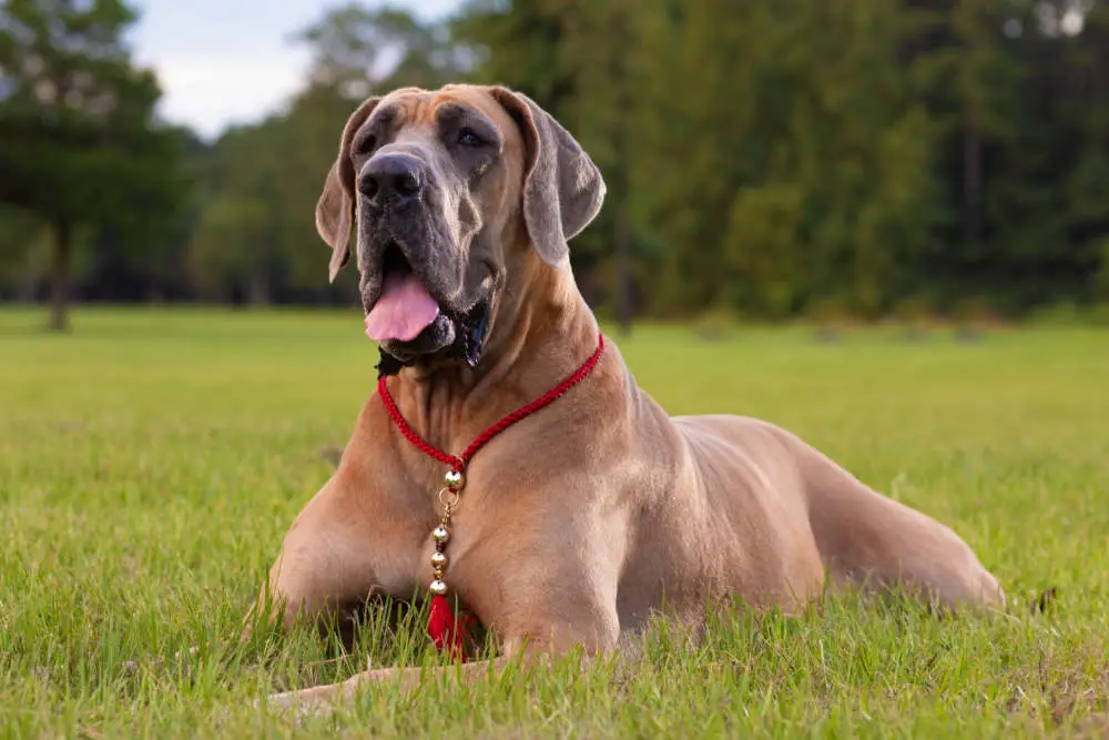 Great Dane drooling