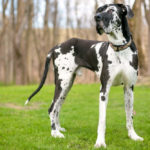 When Do Great Danes Stop Growing?