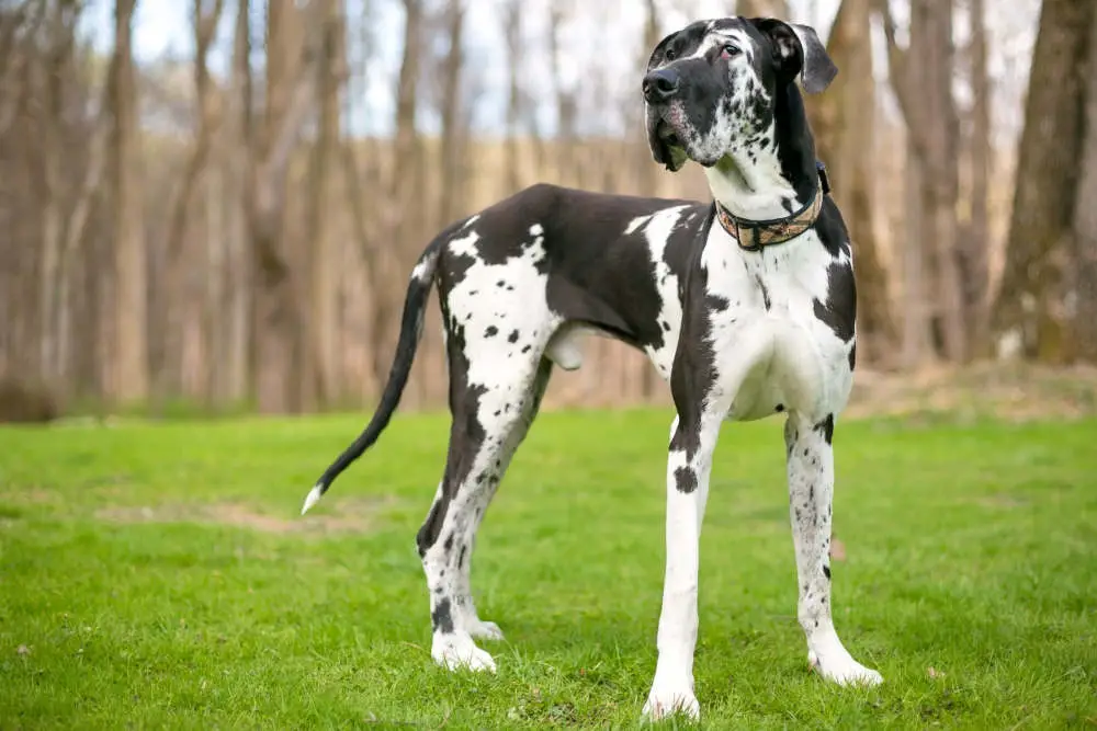 Great Dane chilling outside