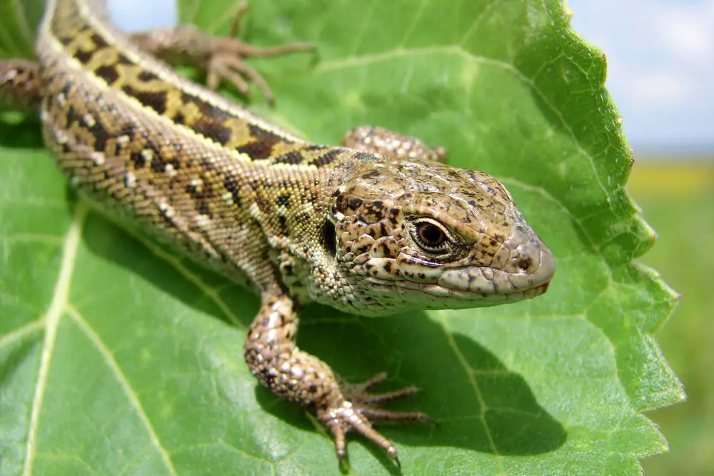 Green lizard on leaf