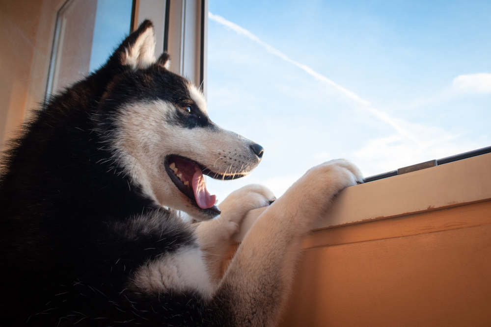 Husky looking out window