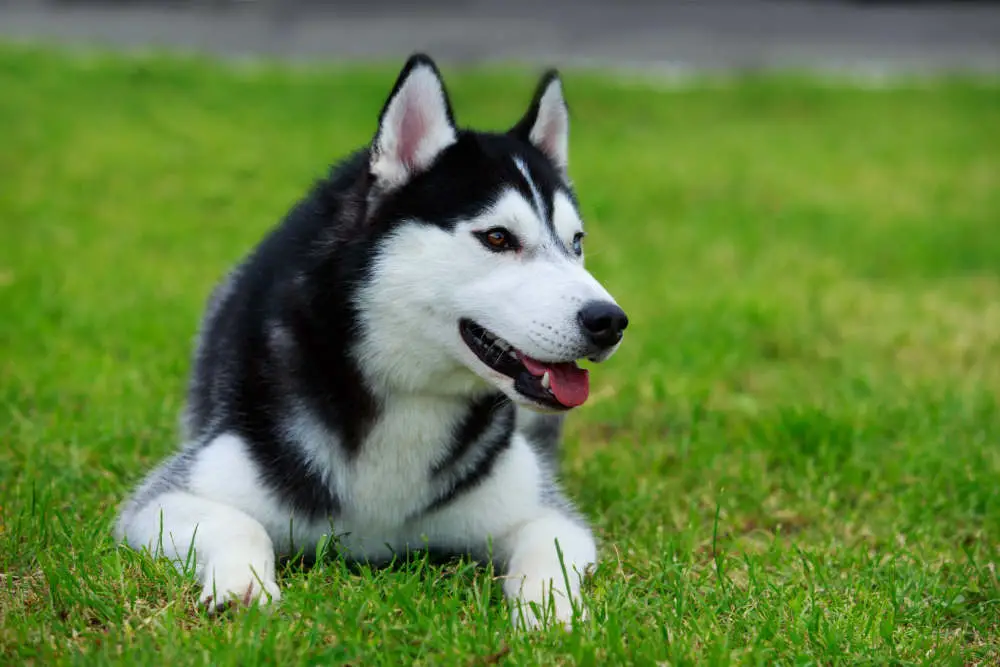 Husky ready for adventure