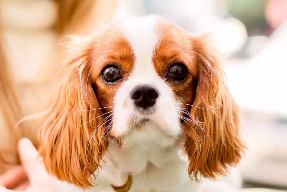 King Charles Spaniel puppy closeup