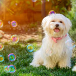 Maltese dog at a photo shoot with bubbles