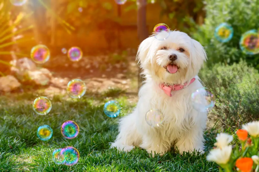 Maltese dog at a photo shoot with bubbles