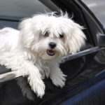 Maltese dog hanging out car window